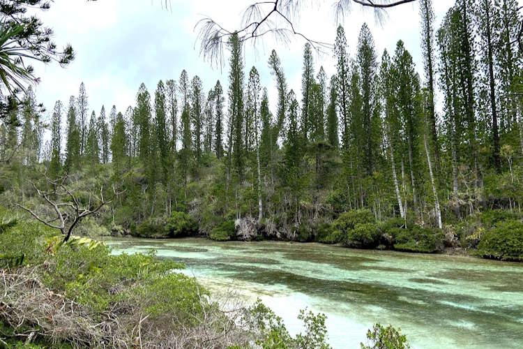 Le gecko à crête dans son habitat naturel