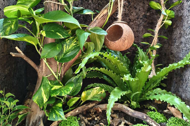 Comment aménager un terrarium adapté au gecko à crête