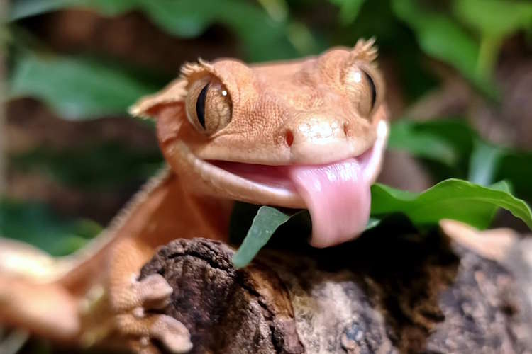 Le gecko à crête, kézako ?