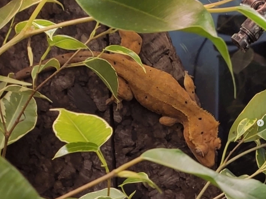 Guide complet du gecko à crête