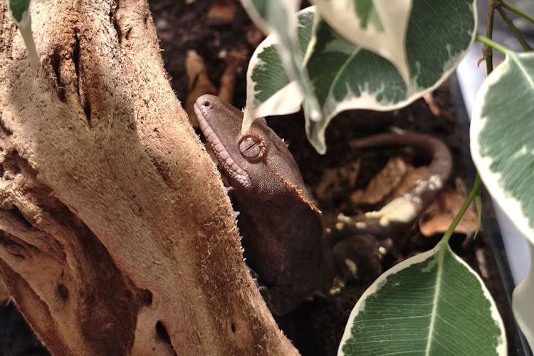 Le gecko à crête, kézako ?