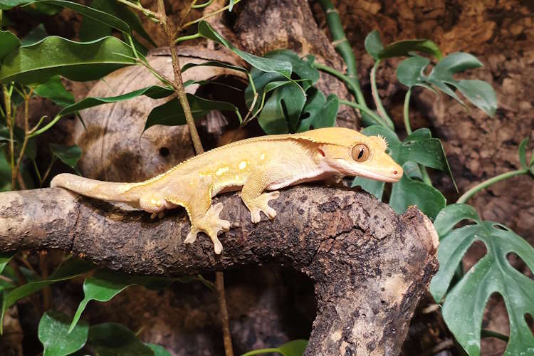 Guide complet du gecko à crête