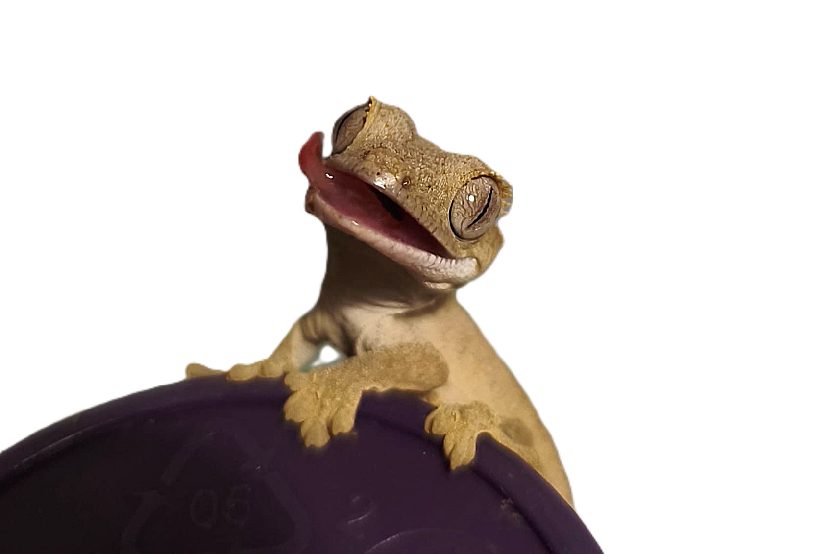 L’alimentation du gecko à crête