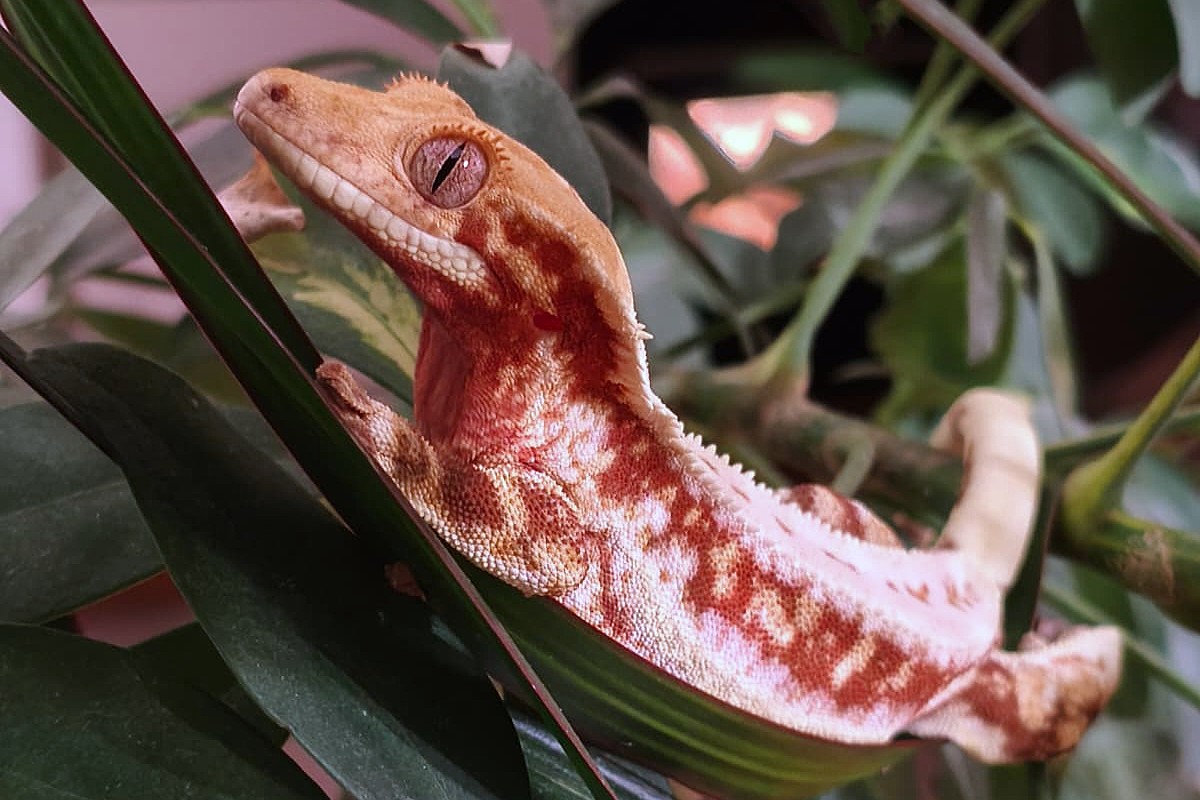 11 bonnes raisons d’adopter un gecko à crête