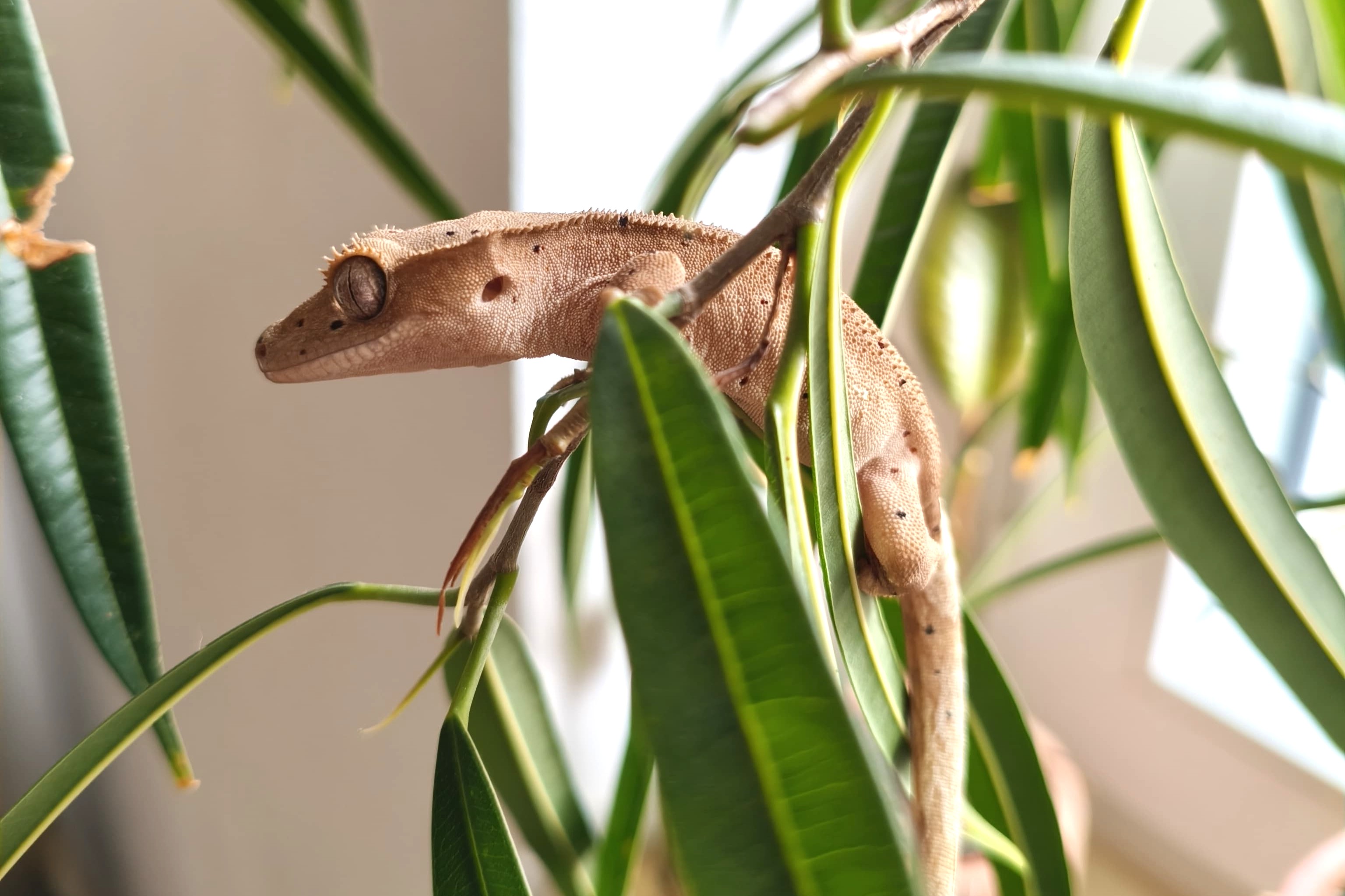 Adopter votre gecko dans de bonnes conditions 