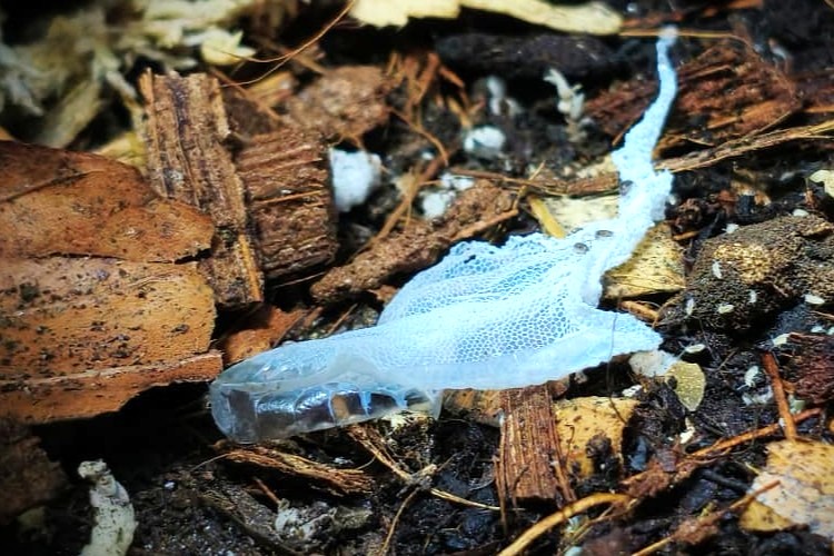 La mue du gecko à crête : tout comprendre