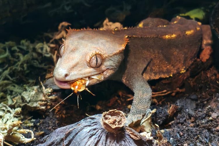 L’alimentation du gecko à crête