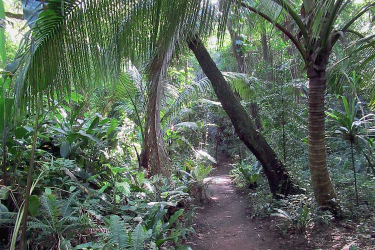 Forêt tropicale humide de Nouvelle-Calédonie